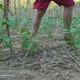 Poverty Boy's Legs Walking In Vegetables Garden - VideoHive Item for Sale