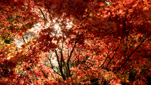 Autumn Forest Leaves