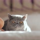 A Cute Gray Cat is Sitting on the Carpet in the Room - VideoHive Item for Sale
