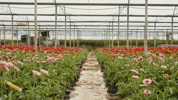 Gerbera flowers in many colors growing inside a large greenhouse alt