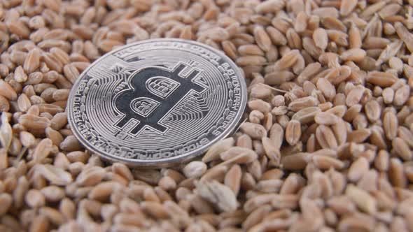 Bitcoin Coins Lie on Wheat Grain