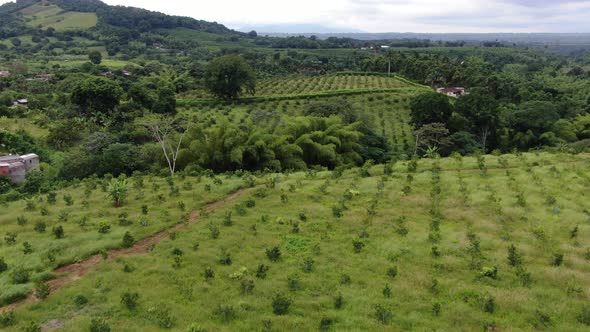 Orange plantations  alt