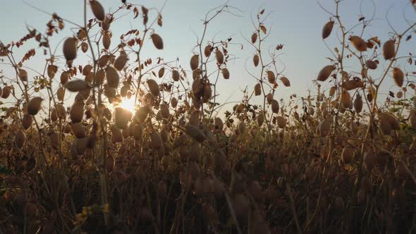 Dry Ripe Beans Chickpeas in a Field alt