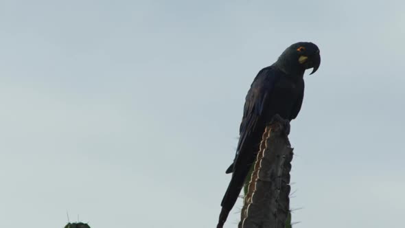 Lear macaw on cactu of Caatinga Brazil alt