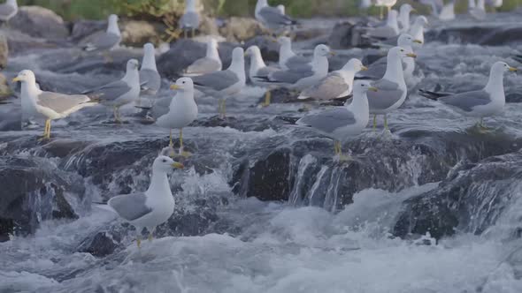 Flock of Seagulls Hunting Fish on a River