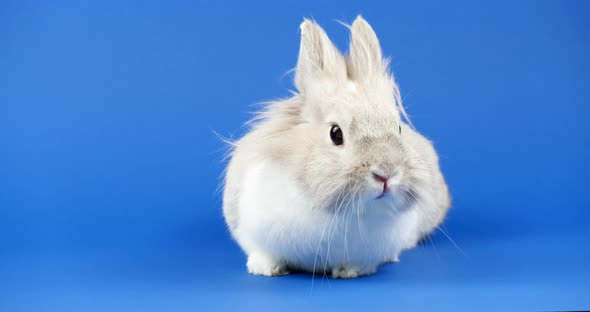 Decorative Domestic Rabbit Sits on a Blue Background. Adorable Little Bunny Looks Around alt