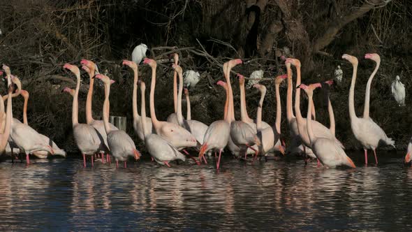 Greater Flamingos, Phoenicopterus roseus,Pont De Gau,Camargue, France alt