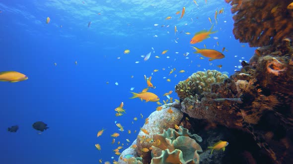 Coral Garden Scene Lion Fish alt