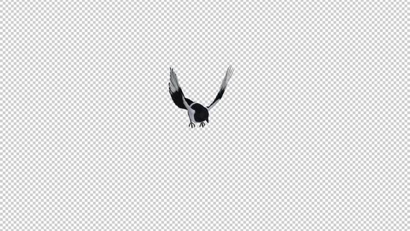 Eurasian Magpie Bird - Flying Over Screen - II - Alpha Channel
