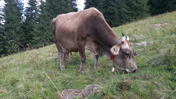 black and white cow grazing on meadow in mountains.