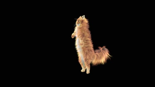 Cat Dancing HD alt
