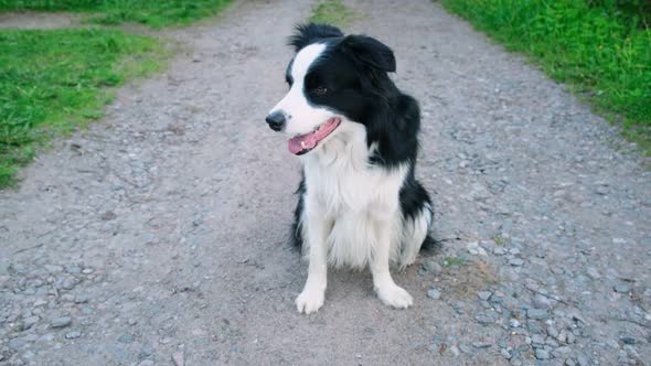 Outdoor Portrait of Cute Smiling Puppy Border Collie Sitting on Park Background alt