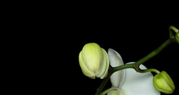 Time-lapse of Opening Orchid Flowers on Black Background. Wedding Backdrop, Valentine's Day.  Video alt