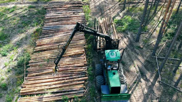 Harvesting Vehicle Is Unloading Processed Pine Trunks alt