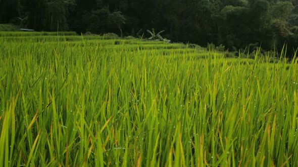 Rice Field alt