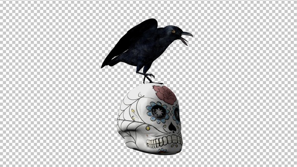 Black Raven and Sugar Skull - Transparent Loop alt
