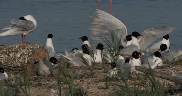 A flock of Mediterranean gull,( Ichthyaetus melanocephalus), during the egg incubation time, Camargu alt