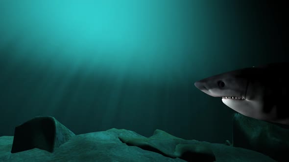 Shark Swimming in deep sea