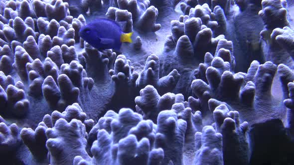 Yellowtail damselfish (Chrysiptera parasema). Popular saltwater aquarium fish 