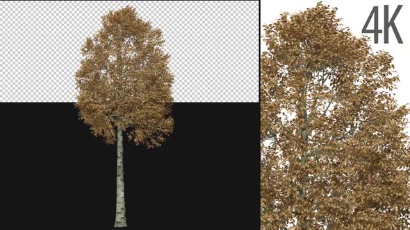Aspen Tree, Motion Graphics | VideoHive
