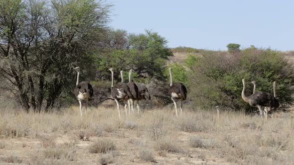 Ostrich, Kgalagadi, South Africa, safari wildlife alt