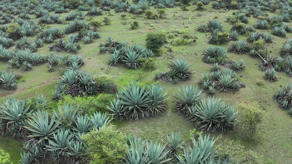 Aerial Flyover, Blue Agave Plants In Saswad Mountains, India alt