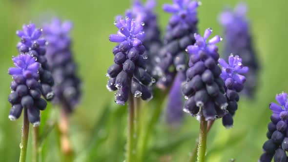 Hyacinth Flowers in Dew Drops on a Background of Green Grass alt