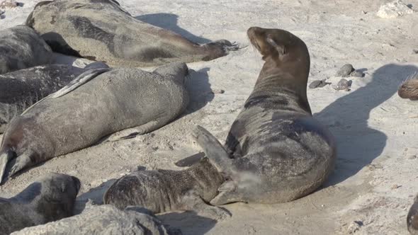 Mother sea lion feeding her baby, Stock Footage | VideoHive