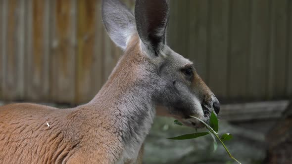 kangaroo chewing on leaves slow motion close up 4k alt