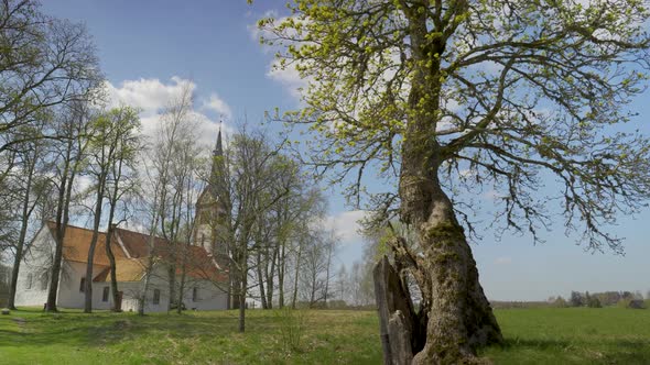 Old tree on the background of the church in Latvia