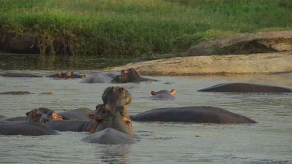 Hippopotamus in water alt