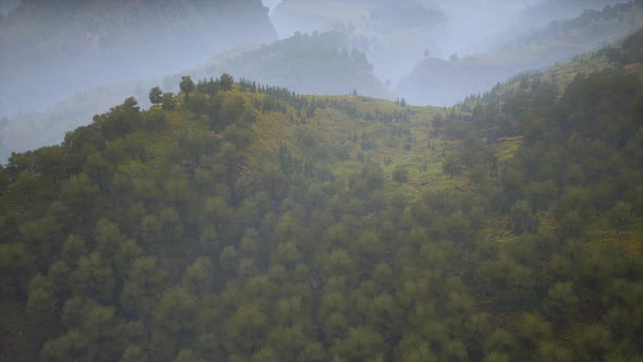 Trees on Meadow Between Hillsides with Forest in Fog alt