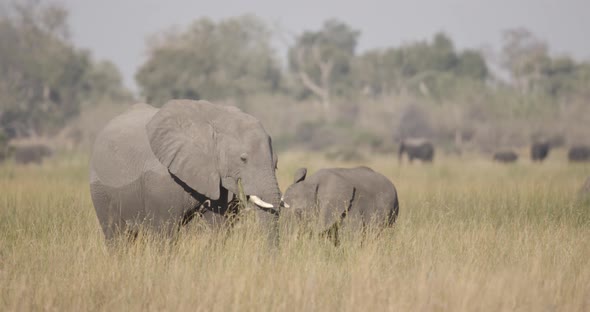 Elephants in Long Yellow Grass