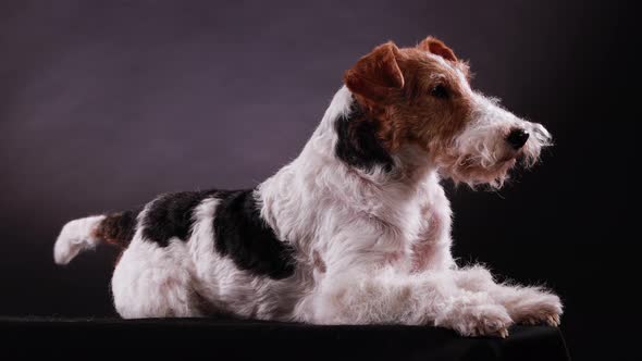 Side View of a Trained Fox Terrier Lying in the Studio Against a Gray Black Gradient Background and alt