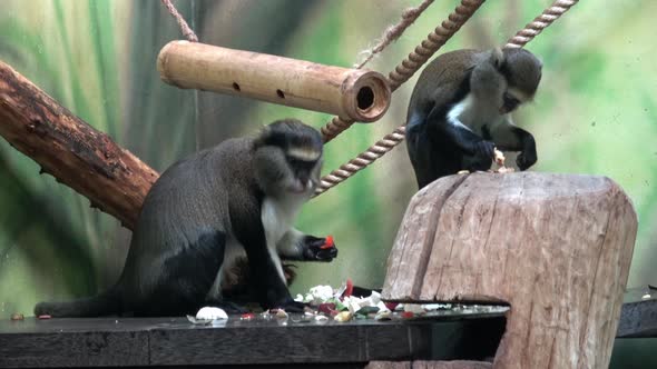 Two monkey eat vegetable (Cercopithecus campbelli)