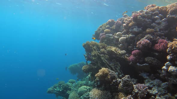 Many Fish Swim Among Corals in the Red Sea Egypt alt