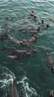 Wild Seal Animal Colony Many Sea Lion Herd Swimming in Ocean Water