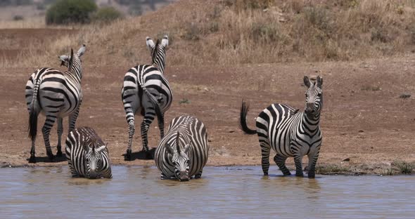 Grant's Zebra, equus burchelli boehmi, Herd standing at the Water Hole, Nairobi Park in Kenya alt