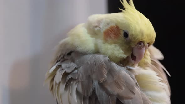 Yellowgray Parrot Cleans Feathers alt