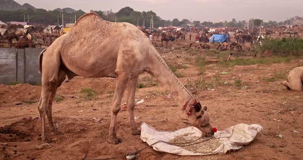 Camel Eating at Pushkar Surroundings During Mela Camel Fair Festival in Field, Pushkar, Rajasthan alt