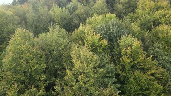 Trees in the Mountains Slow Motion. Aerial View of the Carpathian Mountains in Autumn. Ukraine alt
