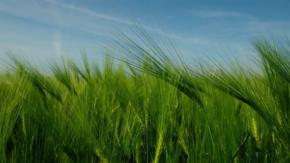 Green Ripe Wheat Field