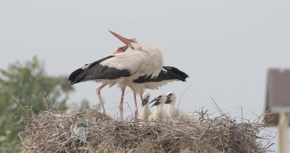 Stork Courtship in the Nest