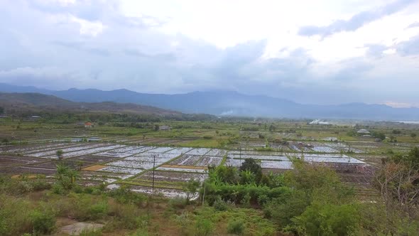 Aerial view of paddy field growing semiaquatic rice, Bali island, Indonesia. alt