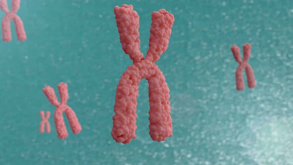 3d animation of chromosomes