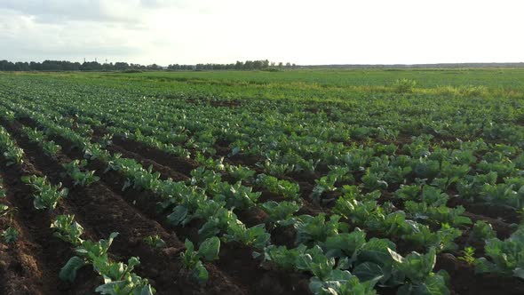 Cabbage Plantation in the Field. Vegetables Grow in a Rows alt