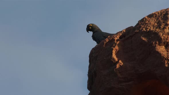 Young lear macaw (just left nest) resting on top of sandstone cliff in Caatinga Brazil alt