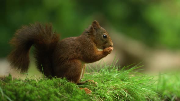 Slow Motion Macro Close Up of Red Squirrel Eating A Hazelnut Quickly alt