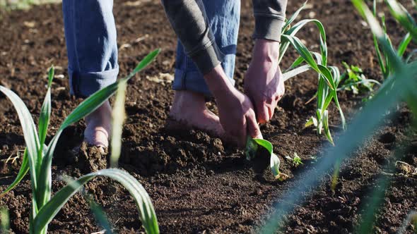 Farmer Tears Garlic Plant on the Field for Food Walking Barefoot Dirty Legs alt