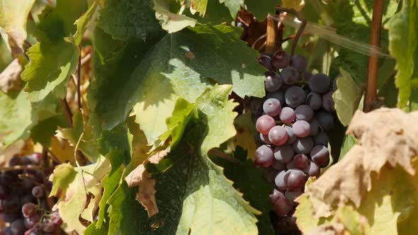 Common grape vine fruit cutting with scissors  4K 2160p 30fps UltraHD footage - Harvesting  Vitis vi alt